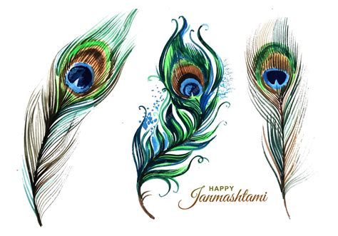 Real Peacock Feathers