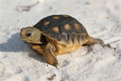 Gopher Tortoise • Florida Wildlife Federation