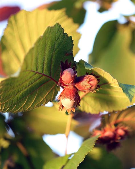 American Hazelnut Shrubs for Sale at Arbor Day's Online Tree Nursery - Arbor Day Foundation