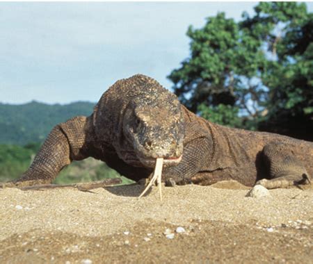 Komodo Dragon