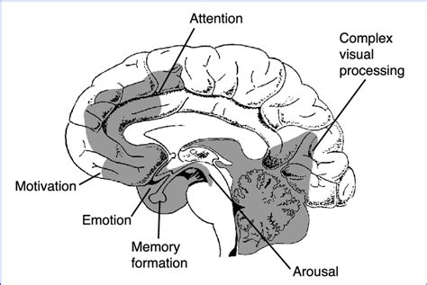 Areas of the brain active during REM sleep dreaming. | Download ...