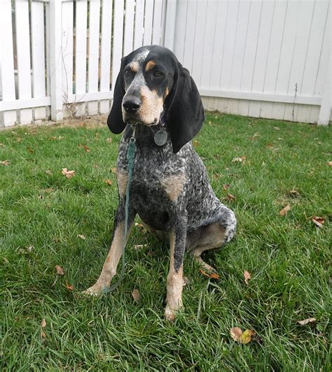 Bluetick Coonhound Dog · Free photo on Pixabay