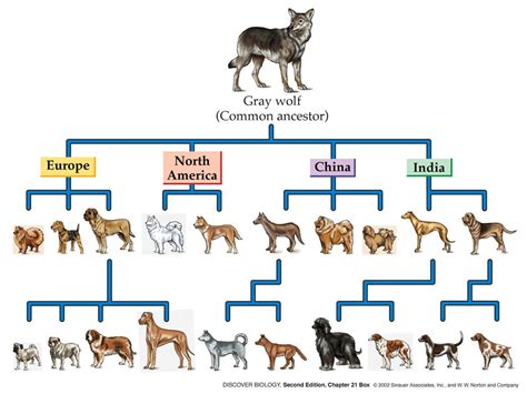 Gray Wolf Timeline