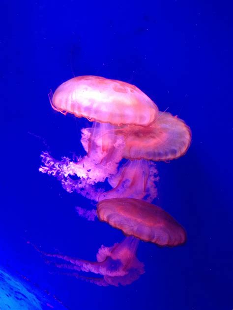 Free Images : jellyfish, blue, invertebrate, cnidaria, beautiful, organism, marine biology ...