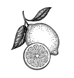 Lemon Vector Images (over 100,000)