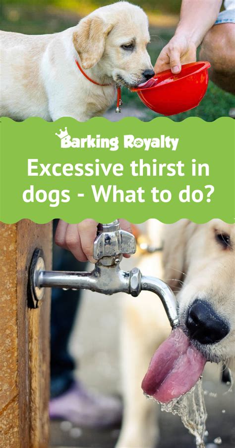 If your dog is drinking too much water, it might be a sign of an ...