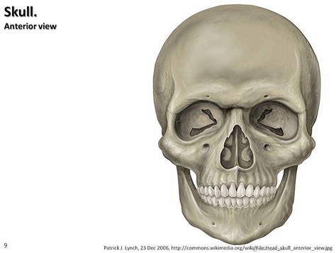 Anterior View of Skull (part 2) Diagram | Quizlet