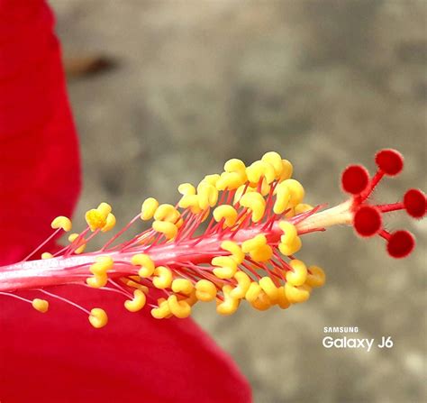 Androecium And Gynoecium of Hibiscus rosa sinensis - Samsung Members