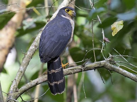 Slaty-backed Forest-Falcon - eBird