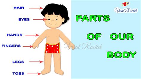 Body Parts Name For Kids