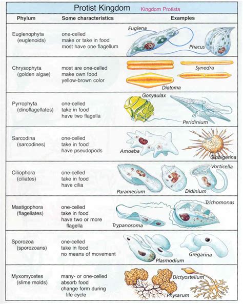 Lesson 6 - Introduction To Protists