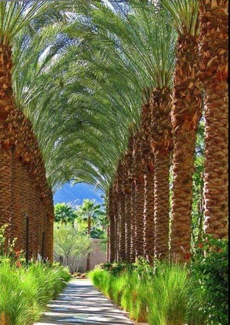 Pacific Israel Rim - Support Yesterday at 7:10 PM · Date palms line this footpath in Israel's ...