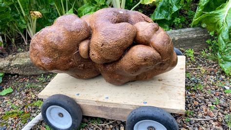 Doug the ugly New Zealand potato could be world's biggest | CTV News