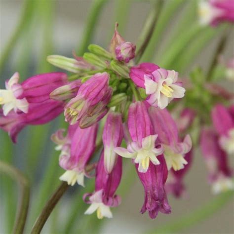 Dichelostemma 'Pink Diamond' - buy plants at Coolplants