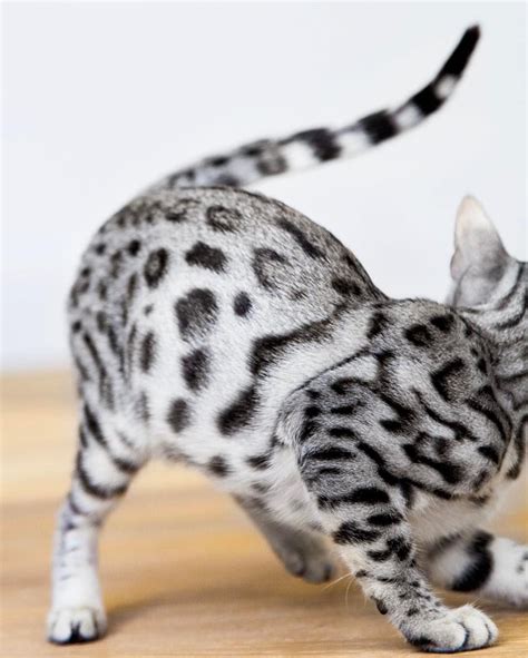 Silver Bengal Cats For Sale Uk