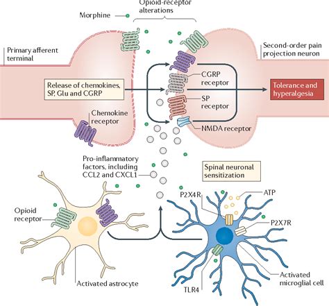 Opioid and chemokine receptor crosstalk: a promising target for pain ...