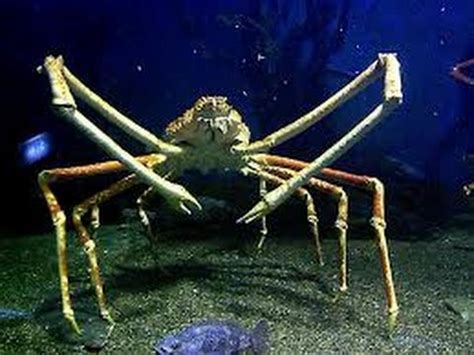 Facts: The Japanese Spider Crab - YouTube