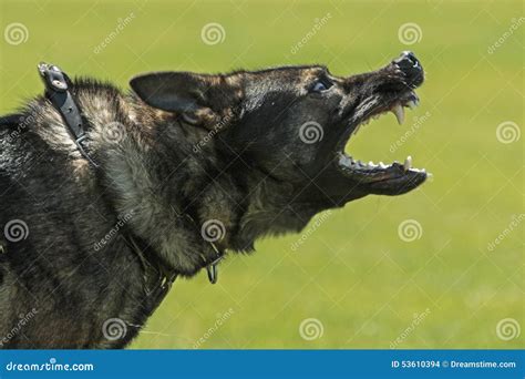 K9 stock photo. Image of animal, bruno, retired, police - 53610394