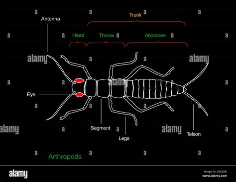 Arthropod anatomy. Diagram showing the main anatomical parts of an ...