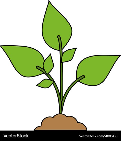 Color image cartoon plant with leaves in growth Vector Image