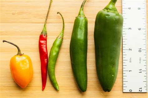 A Guide to Common Hot Peppers | The Kitchn