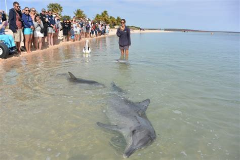 Dolphin Experience - Shark Bay