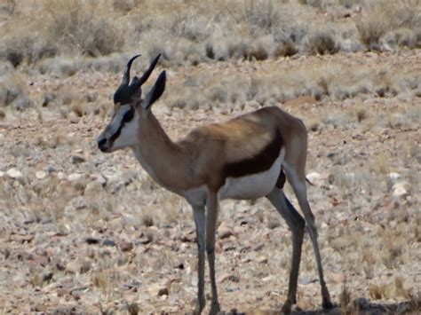 Namib desert. First impression | Namib desert, Sahara desert, Sahara