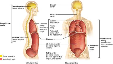 Ventral Refers to the Back of the Body or Organ