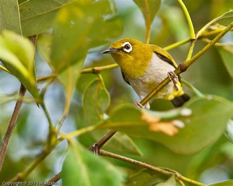 Naturalist Photography: Mangrove Birds of Pulau Burung