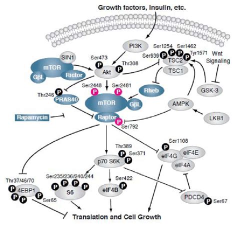 mTOR signaling schematic diagram by Cell Signaling Technology... | Download Scientific Diagram