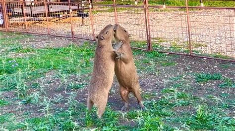 Capybaras Fighting *SCARY* (Kumala vs Savesta) - YouTube