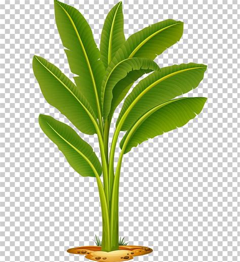 Banana Leaf PNG, Clipart, Arecales, Banana, Banana Leaf, Banana Tree, Clip Art Free PNG Download