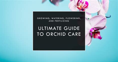 Ultimate Guide To Orchid Care | Everything Tropical Plants