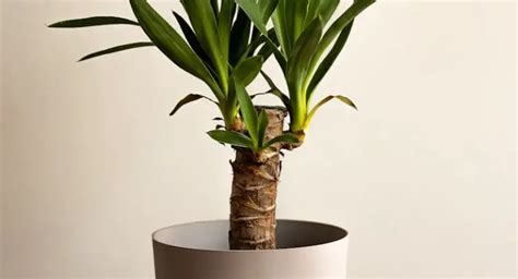 Yucca Cane Plant Care: [Complete Beginner's Guide]