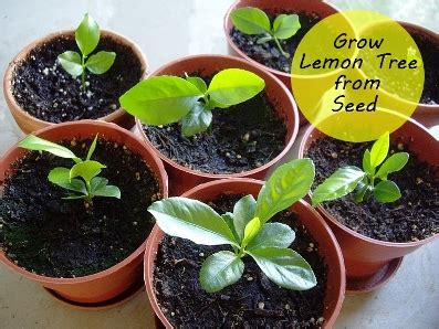 How To Grow A Lemon Tree From Seed