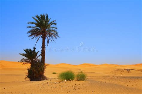 Palm tree on Sahara desert stock photo. Image of heat - 9363134