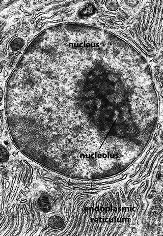 BIOL 230 Lecture Guide - Electron Micrograph of a Nucleus