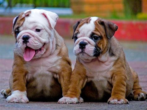 Toy Bulldog - Dog Breed Standards