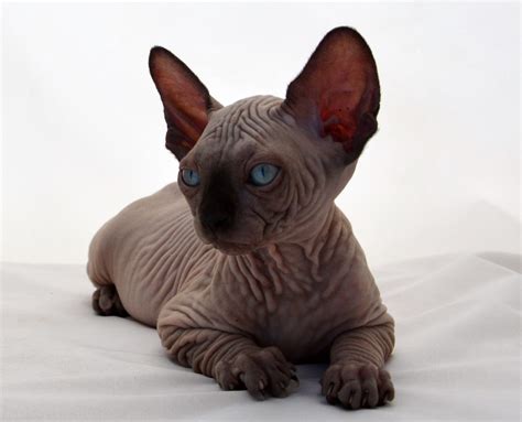 Sphynx Kittens , Sphynx Cats - Indigo Sphynx Kittens - Canadian Sphynx Cat Breeder,Cattery ,NY