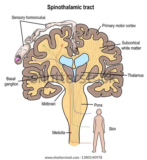 Spinothalamic Tract Pathway Sensation Perception Conducting Stock Illustration 1380140978 ...