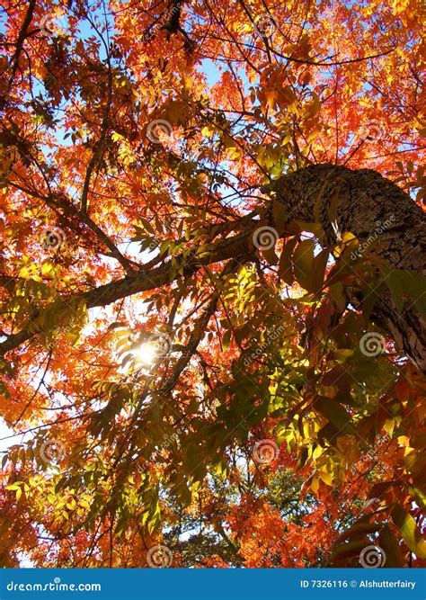 Leaves on Fire stock photo. Image of beauty, autumn, shining - 7326116