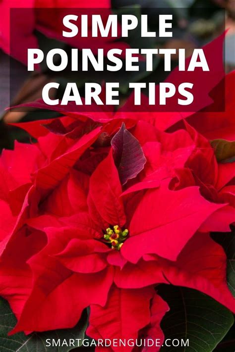 red poinsettia with text overlay that says simple poinsettia care tips