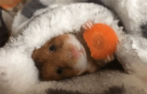 Hamster GIFs - Get the best GIF on GIPHY