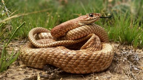 Snakes of Colorado | Museum of Natural History | University of Colorado Boulder