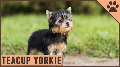 How Big Can Teacup Yorkies Grow - Detailed Yorkshire Terrier Information - YouTube