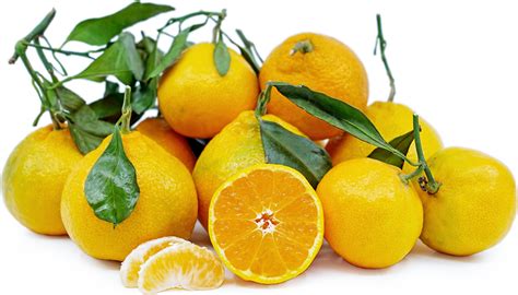 Satsuma Mandarins Information and Facts