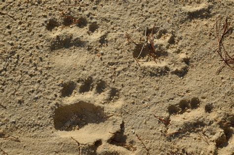 Black Bear Tracks - Stock Image - C022/0171 - Science Photo Library