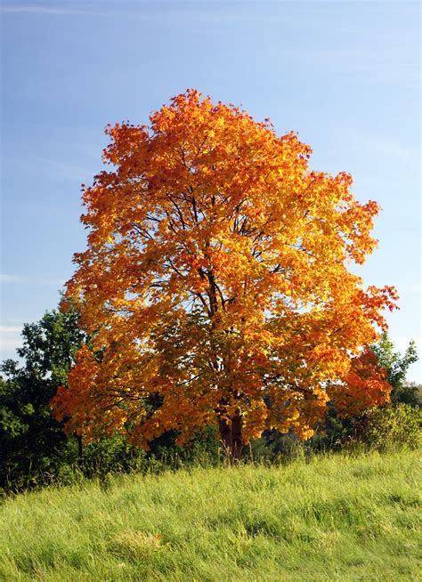 Trees Planet: Acer platanoides – Norway Maple