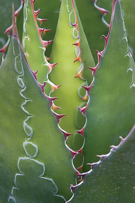 Agave Plant Care & Best Varieties to Grow | Garden Design