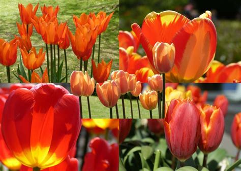 orange tulips